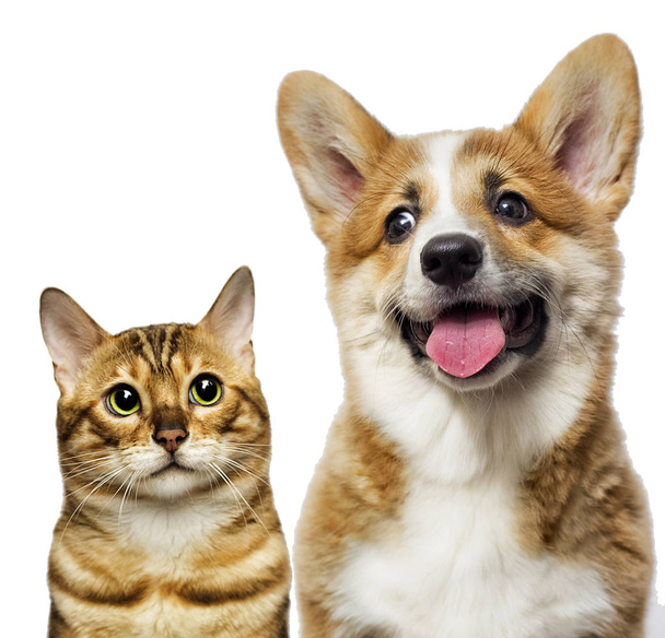 portrait of a cute cat and dog together on a white background - Foto, imagen