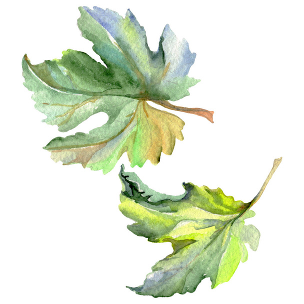 Vine green leaf. Watercolor background illustration set. Isolated grape illustration element. - Photo, Image