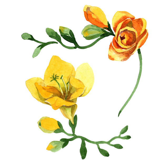 Yellow freesia floral botanical flowers. Watercolor b ackground illustration set. Isolated freesia illustration element. - Foto, Imagen