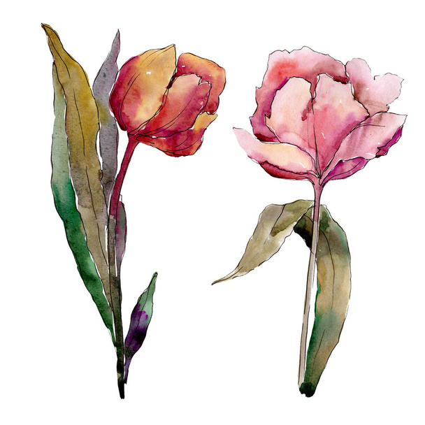 Tulip floral botanical flowers. Watercolor background illustration set. Isolated tulips illustration element. - Fotoğraf, Görsel