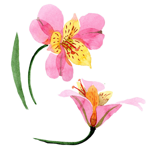 Alstroemeria rosa fiori botanici floreali. Set sfondo acquerello. Elemento di illustrazione alstroemeria isolata
. - Foto, immagini