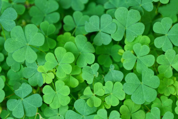 natural plant green background of small wild clover - Photo, Image