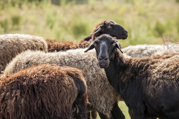 wild black sheep field background  - Fotó, kép
