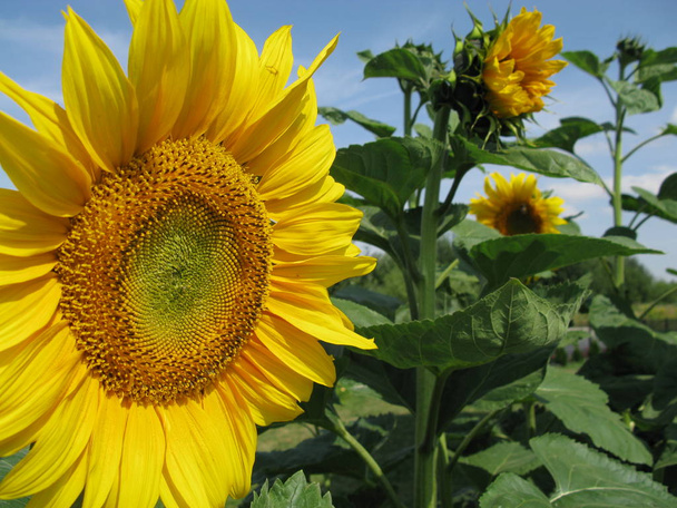 джаразол - соняшник на сонячний день
 - Фото, зображення