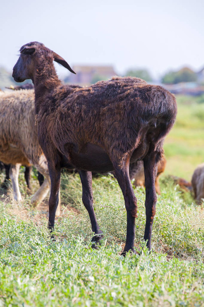 wild black sheep field background  - Foto, afbeelding