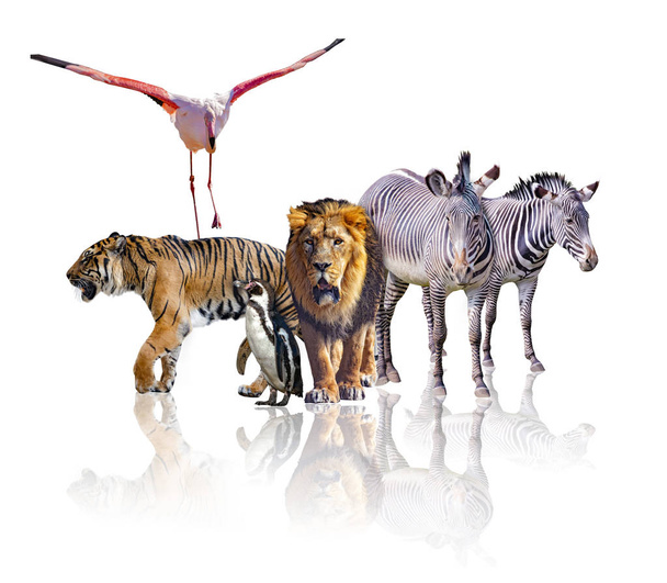 Ομάδα Αφρικανών ζώων σαφάρι που περπατούν μαζί. Είναι απομονωμένο στο λευκό φόντο. Αντανακλά την εικόνα τους. Υπάρχουν ζέβρες, λιοντάρι, τίγρης, φλαμίνγκο και πιγκουίνος.. - Φωτογραφία, εικόνα