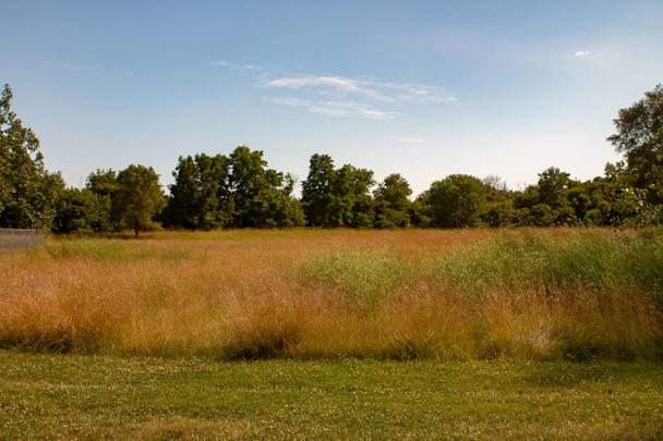 Langes Gras Landschaft Typ Foto. Raum für Kopierraum. Foto zeigt Schönheit der Natur von Ontario - Foto, Bild