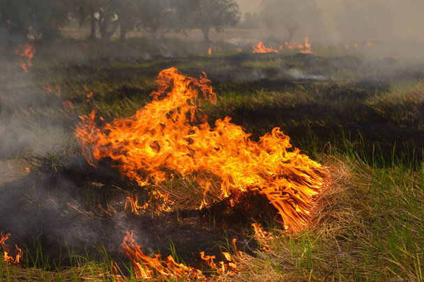 Oheň hoří v suchém terénu a odpoledním slunci. Suchá sezóna v tropické, jihovýchodní Asii - Fotografie, Obrázek