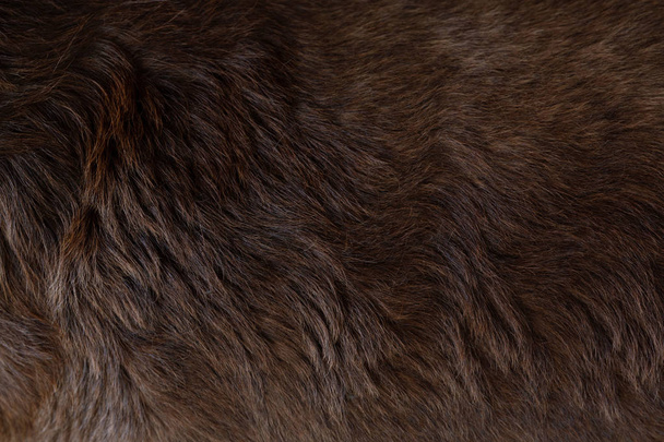 Закрыть вид валяющейся светлой здоровой собаки темно-коричневой шерсти лабрадора собачьего кудрявого меха на фоне, текстура узоров
. - Фото, изображение