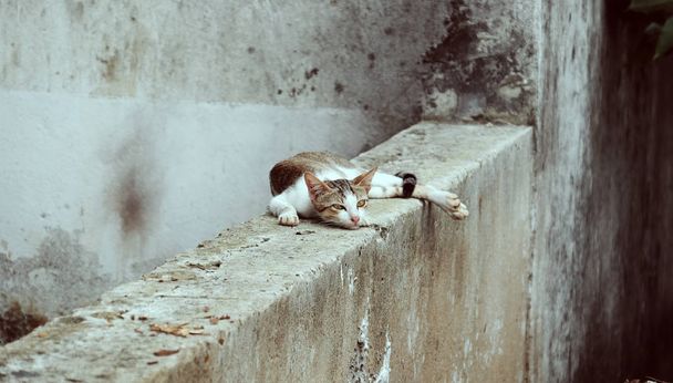 материнська кішка груди, повна молочного вибуху, лежала на стіні
  - Фото, зображення