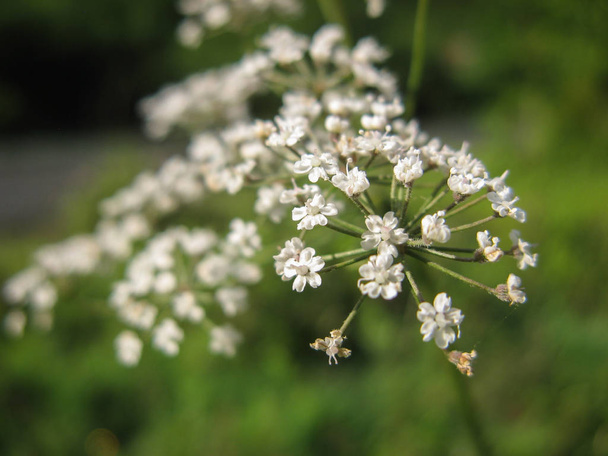  Cicuta selvatica bianca virosa fiore su sfondo verde. Ramo di cicuta con piccoli fiori bianchi in estate. Primo piano della pianta mortale
. - Foto, immagini