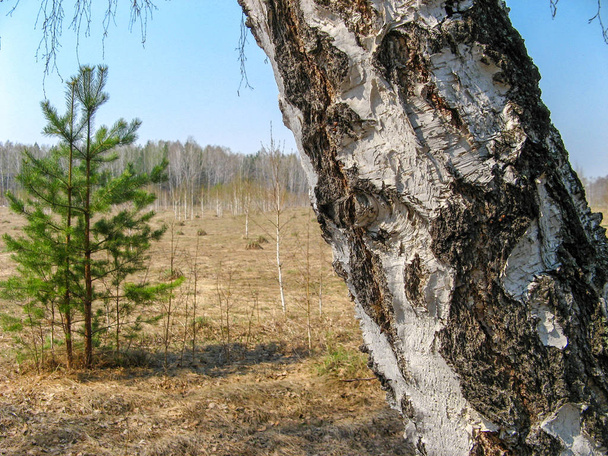 Багажник сосны в голубом небе весной. Крупный план сосновой коры на фоне соснового леса. Сосновый лес в солнечный день в Челябинске, Россия
 - Фото, изображение
