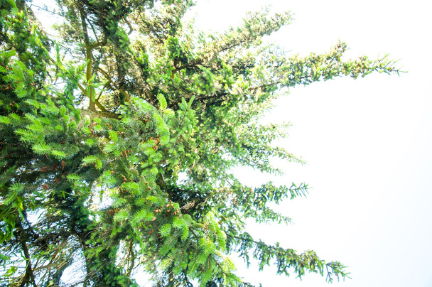 Молоде дерево навесні
 - Фото, зображення