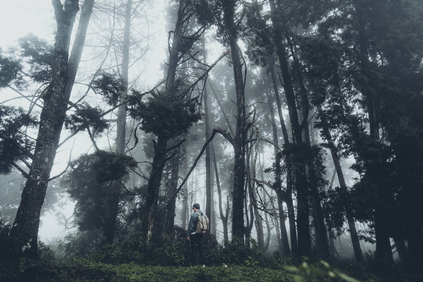Dans la brume et la forêt tropicale, l'obscurité
 - Photo, image