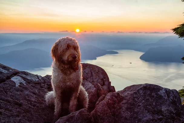 Χαριτωμένο και αξιολάτρευτο σκυλί, Goldendoodle είναι στην κορυφή ενός βουνού κατά τη διάρκεια ένα ηλιόλουστο καλοκαιρινό ηλιοβασίλεμα. Πραγματοποιήθηκε στη σύνοδο κορυφής του Αγίου Μάρκου, δυτικό Βανκούβερ, Βρετανική Κολούμπια, Καναδάς. - Φωτογραφία, εικόνα