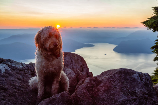 Cute and Adorable Dog, Goldendoodle, is on top of a Mountain during a sunny summer sunset. Taken on St Mark's Summit, West Vancouver, British Columbia, Canada. - Photo, Image
