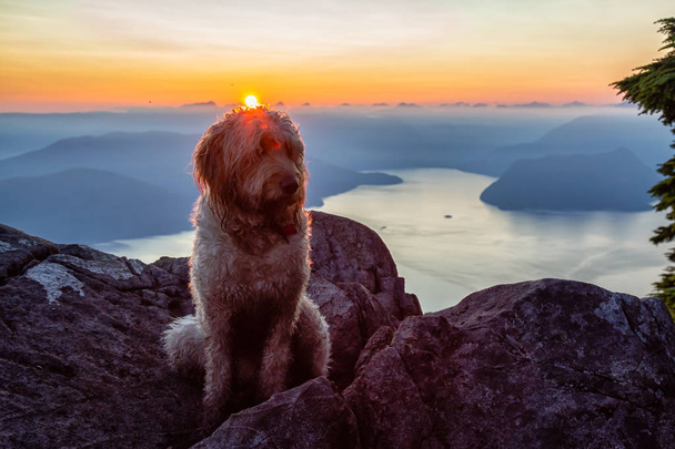 Lindo y Adorable Perro, Goldendoodle, está en la cima de una montaña durante un soleado atardecer de verano. Tomado en St Mark 's Summit, West Vancouver, Columbia Británica, Canadá
. - Foto, Imagen