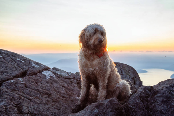 Милый и очаровательный пес, Голдендудл, находится на вершине горы во время солнечного летнего заката. Снято на Саммите Святого Марка, Западный Ванкувер, Британская Колумбия, Канада
. - Фото, изображение