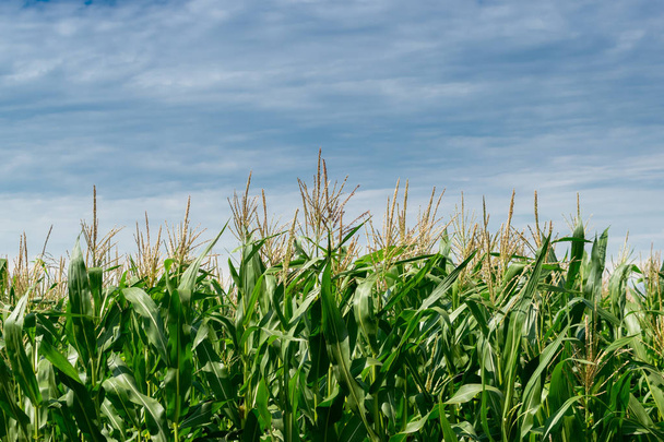 Green corn field - Fotoğraf, Görsel