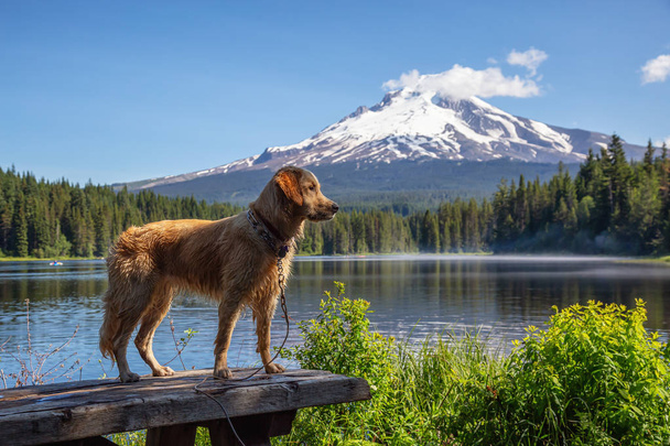 Golden Retriever is standing by the beautiful lake with Hood Mountain Peak in the background during a vibrant sunny summer day. Taken from Trillium Lake, Mt. Hood National Forest, Oregon, United States of America. - Photo, Image