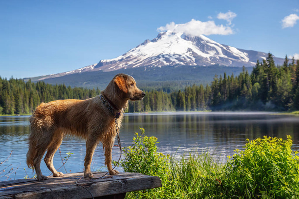 Golden Retriever is standing by the beautiful lake with Hood Mountain Peak in the background during a vibrant sunny summer day. Taken from Trillium Lake, Mt. Hood National Forest, Oregon, United States of America. - Фото, изображение