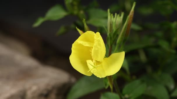 Ujawnienie kwiat Enotera (lat. Oenothera) w czasie rzeczywistym 4K. Popularne imię Night Beauty, osioł, noc świeca.  - Materiał filmowy, wideo