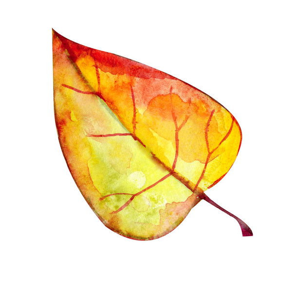 Colorful watercolor birch leaf on white background. Watercolor autumn leaf isolated on white background. Autumn watercolor illustration. - Фото, зображення