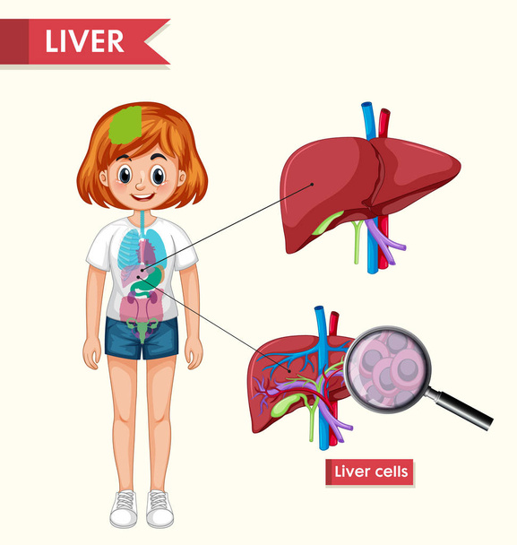 Vědecká lékařská ukázka onemocnění ledvin - Vektor, obrázek