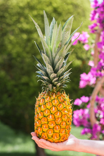 Close-up of a pineapple in the palm of a girl - Φωτογραφία, εικόνα