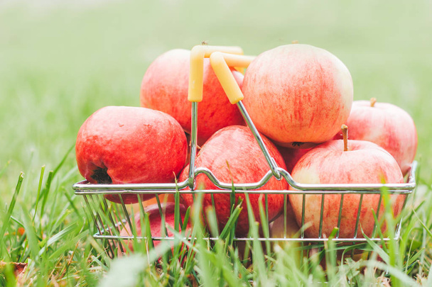 Ripe apples in a basket on the grass in the garden - apple pie - 写真・画像