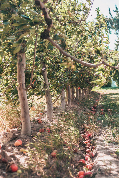 Autumn in Provence - apple farm - Фото, изображение