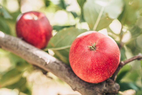 Ripe apples in the sun on a branch in the garden - Φωτογραφία, εικόνα