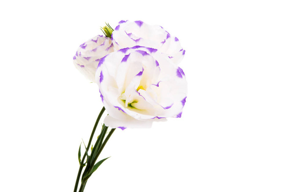 flor de eustoma aislada
  - Foto, imagen