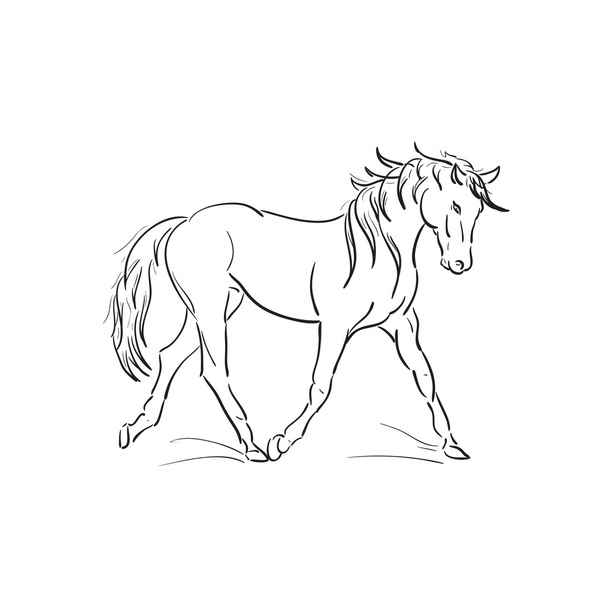 běh koně vektorové obrysy - Vektor, obrázek