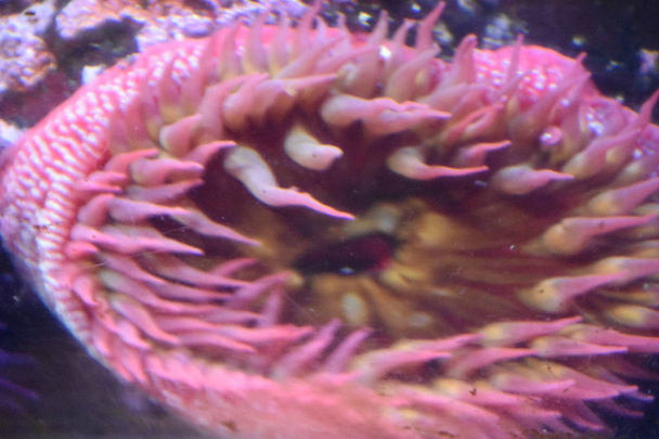 A Sea Anemone in Water in an Aquarium - Photo, Image