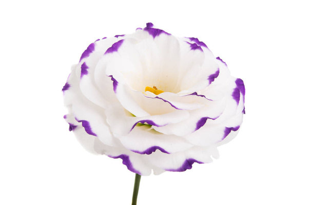 fiore di eustoma isolato
 - Foto, immagini