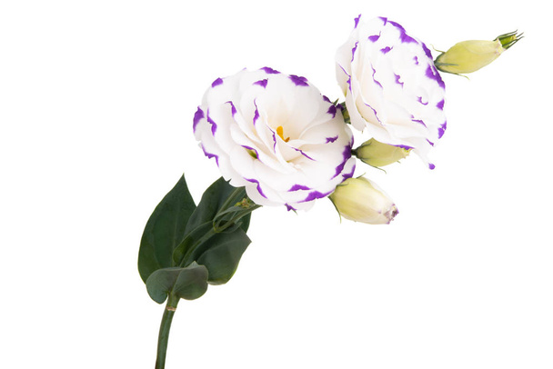 eustoma квітка, ізольовані
 - Фото, зображення