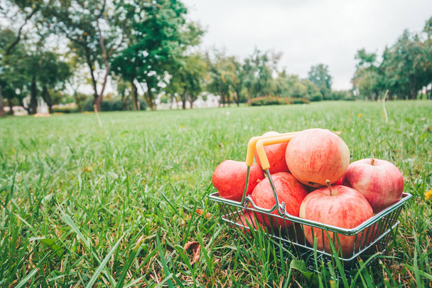 Ripe apples in a basket on the grass on the farm - beautiful juicy garden fruit - Foto, afbeelding