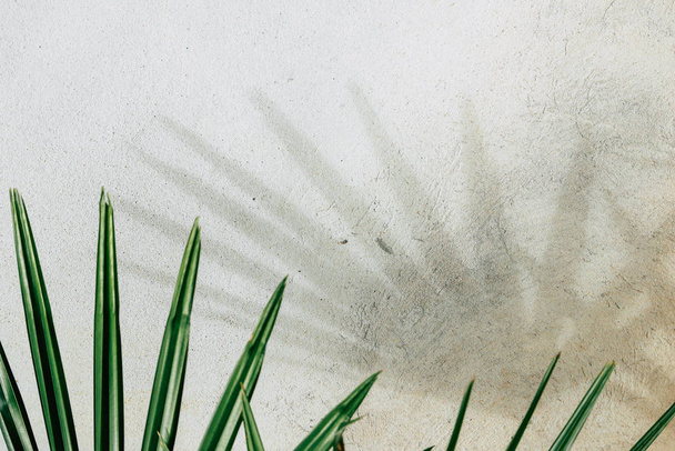 abstrakcyjna tekstura cieni liści palmowych na konkretnym - Zdjęcie, obraz