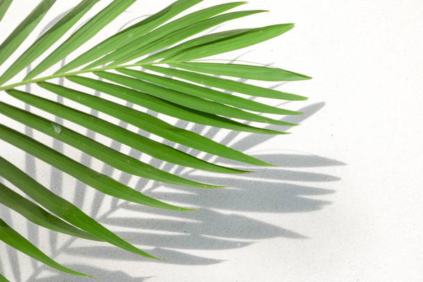 abstract background texture of shadows palm leaves on a concrete - Foto, Bild
