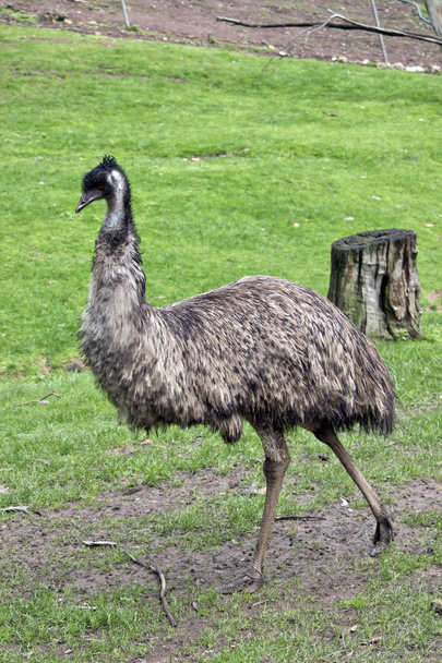 an Australian emu - Fotoğraf, Görsel