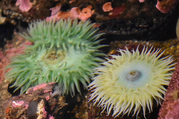 A tengeri Anemone vízben egy akvárium - Fotó, kép