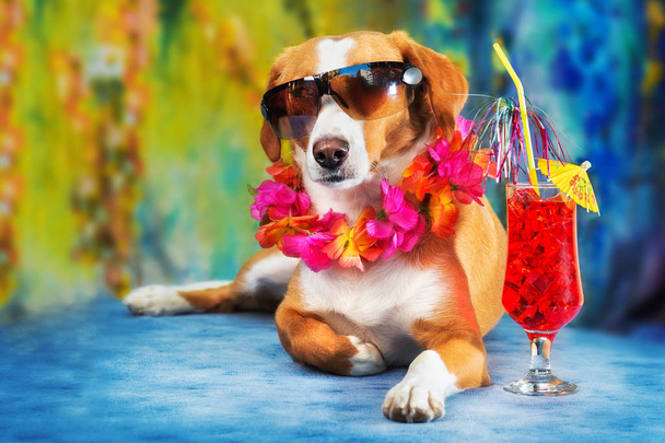 カラフルな背景に対する観光客のポーズをとる混合品種犬のグラマーショット - 写真・画像