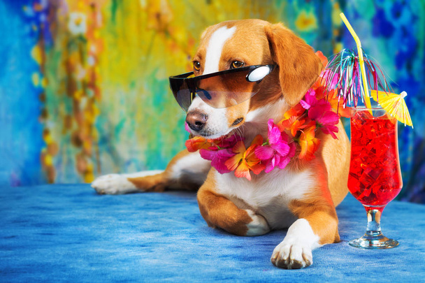 Een glamour shot van een gemengd ras hond poseren als een toerist tegen kleurrijke achtergrond - Foto, afbeelding
