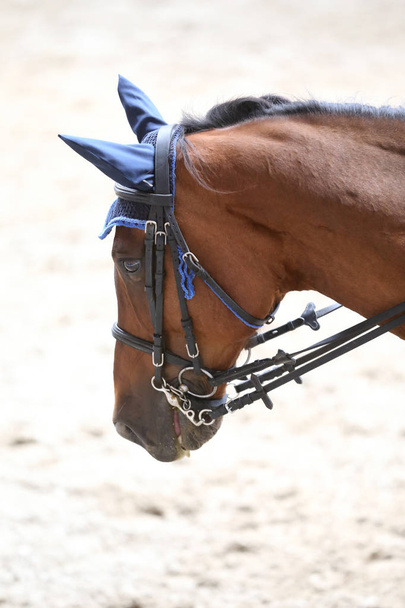 Спортивна голова коня, знята крупним планом на гоночному курсі
  - Фото, зображення