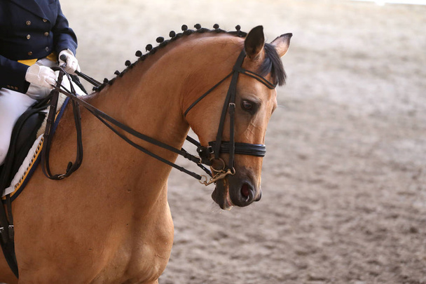Спортивна голова коня, знята крупним планом на гоночному курсі
  - Фото, зображення