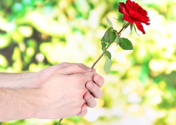 Man's hand giving a rose on bright background - Fotoğraf, Görsel