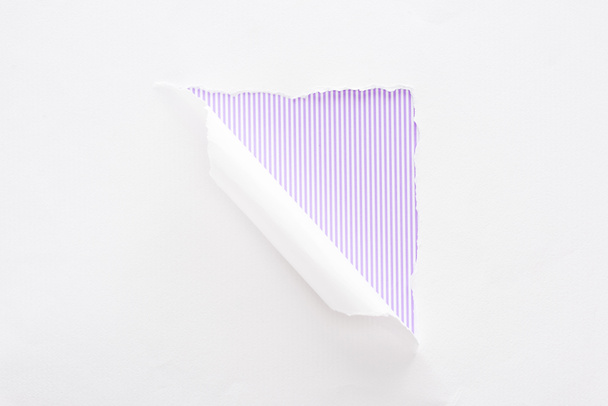 white torn and rolled paper on violet striped background - Foto, afbeelding