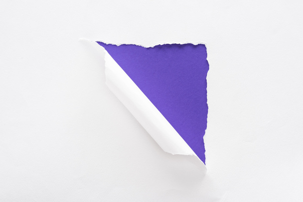white torn and rolled paper on violet colorful background - Фото, изображение