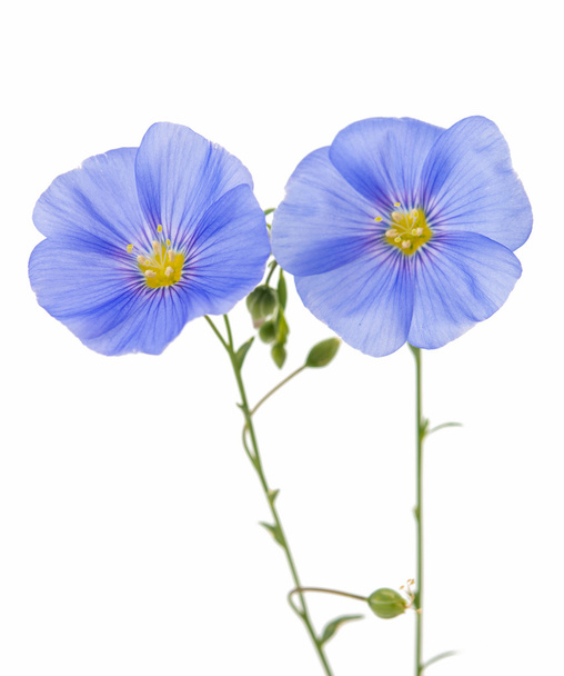 flax flower isolated - Foto, immagini